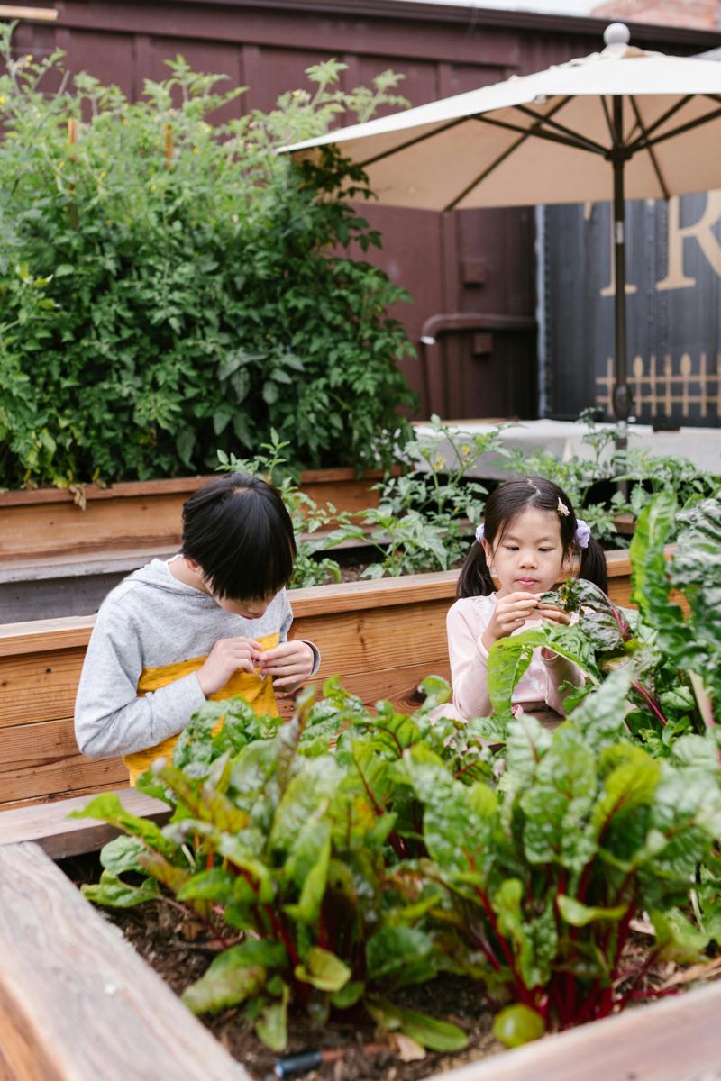Community garden